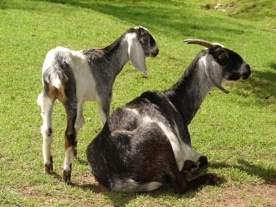 Granja de Franbuesas y animales de corral